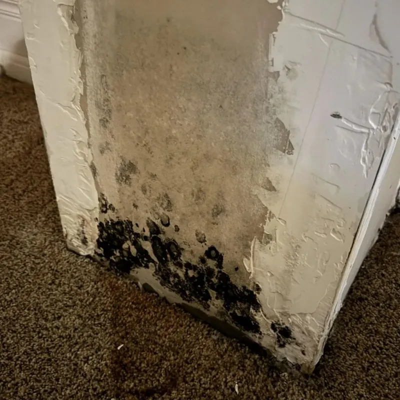 Professional Mold Removal in Attica, NY